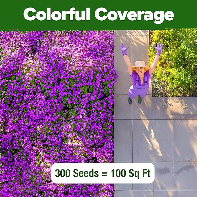 HOME GROWN π¨π¦π π£π₯ππ ππ¨π Aubrieta Rock Cress Purple, Flowering Ground Cover Seed Pack, Perennial Cress Seeds for Planting Outdoor Lawn Gardens 300 π‘π’π‘-ππ π’ Aubrieta deltoidea Flower Seeds