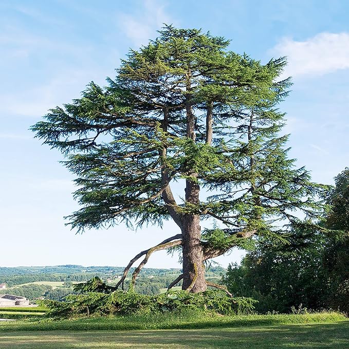 Cedrus Libani Seeds Cedar of Lebanon Fragrant Low Maintenance Drought Tolerant Outdoor Pathway 5Pcs Tree Seeds by YEGAOL Garden