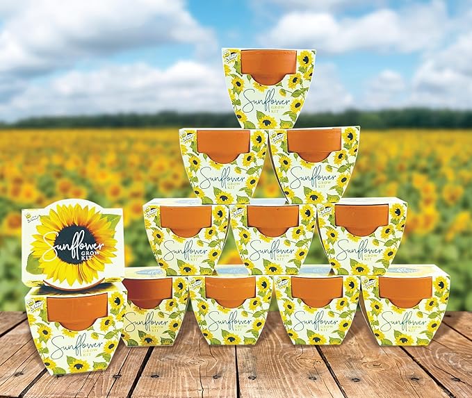 BUZZY Seeds Terracotta Mini Grow Pots | Herb, Plant, Flower Starter Kit for Kids & Adults | Assorted 12-Pack, Daydream Collection Sunflower | Guaranteed to Grow | Best Indoor Grow Your Own Plant