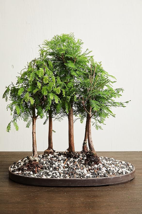 Black Lava Rock | 2 Quarts Bag | 1/4” Particle Size | Soil Aggregate for Bonsai, Cactus, Succulents, and More | Enables Optimal Drainage and Soil Aeration | The Bonsai Supply