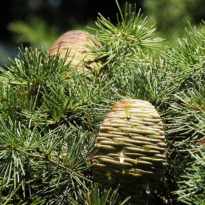 Cedrus Libani Seeds Cedar of Lebanon Fragrant Low Maintenance Drought Tolerant Outdoor Pathway 5Pcs Tree Seeds by YEGAOL Garden