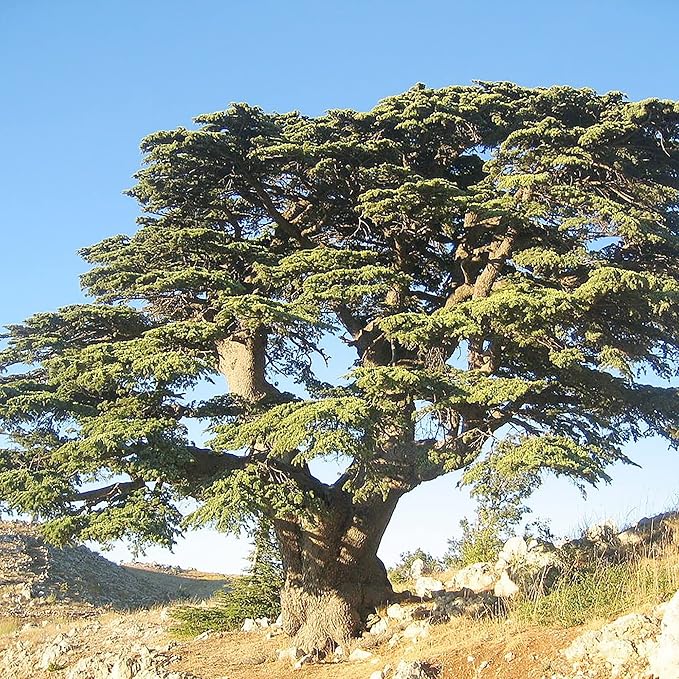 Cedrus Libani Seeds Cedar of Lebanon Fragrant Low Maintenance Drought Tolerant Outdoor Pathway 5Pcs Tree Seeds by YEGAOL Garden