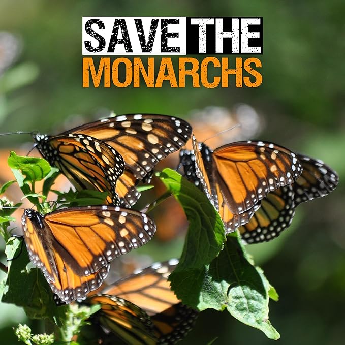 Seed Needs Showy Milkweed Seeds for Planting - Untreated & Open Pollinated, Attracts Monarch Butterflies in a Butterfly Garden (5 Packs)