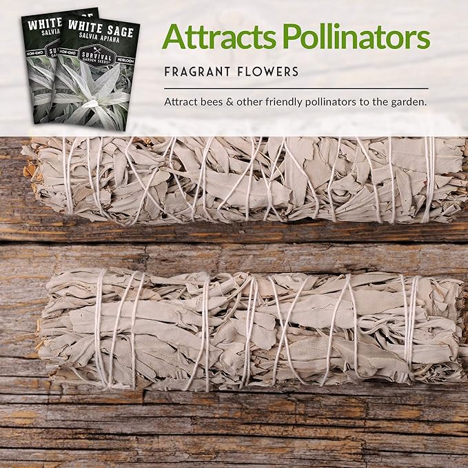Survival Garden Seeds - 2 Packs White Sage Seed for Planting - Grow Sustainable Smudging Herbs - Packet with Instructions to Plant & Grow in Your Home Garden - Non-GMO Heirloom Variety