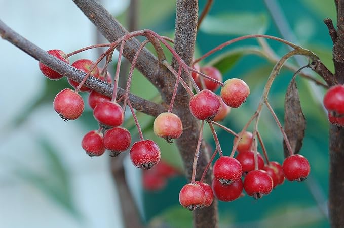 American Beauties Native Plants - Aronia arb. 'Brilliantissima' (Red Chokeberry) Shrub, white flowers, #2 - Size Container