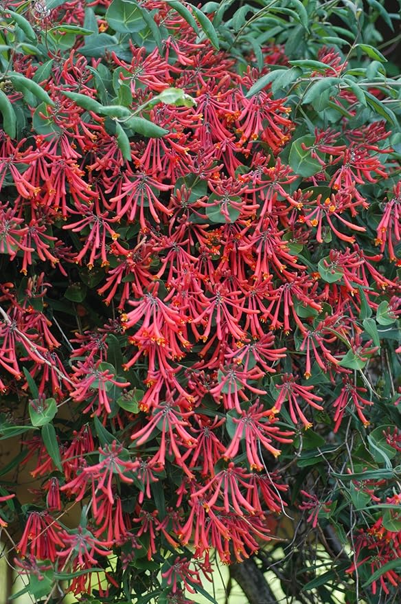 American Beauties Native Plants - Lonicera semp. 'Major Wheeler' (Honeysuckle) Vine, , #2 - Size Container
