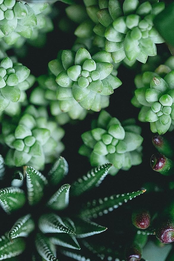 Shop Succulents | String of Succulents Collection | Burrito Sedum/Donkey Tail Live Outdoor/Indoor Hanging Succulent Plant | Fully Rooted in Soil