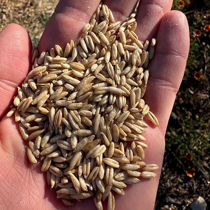 All Good Things Organic Hulless Oat Seeds - Pack of 275, Heirloom Seeds for Planting Grains, Vegetables - Gardening Supplies, Vegetable Garden - Non-GMO, Open Pollinated, from USA