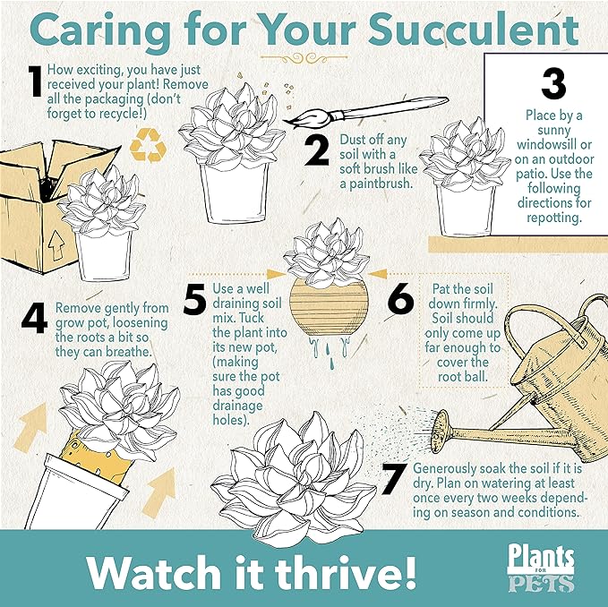 String of Pearls Plant Live Succulents in Hanging Planter, Succulents Plants Live Houseplants Mini Succulents, String of Pearls Live Succulent Live Plants Indoor Plant Indoor Plants by Plants for Pets