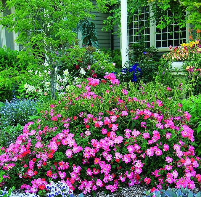 Perfect Plants Pink Drift Rose 1 Gallon, Live Plant Includes Special Blend Fertilizer & Planting Guide