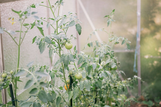 Vertical Gardening: Maximizing Small Spaces