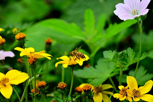 Creating a Pollinator-Friendly Garden