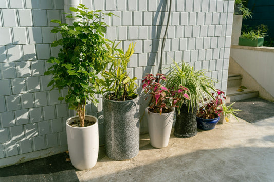 Transform Your Small Balcony Into a Green Haven With One Smart Planter