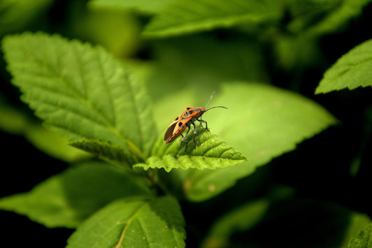 How to Attract Beneficial Insects to Your Garden