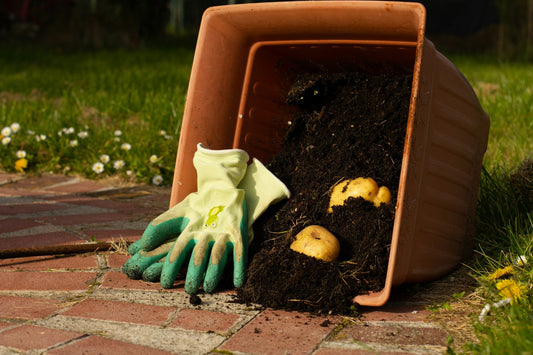 Composting at Home: Turning Waste into Garden Gold