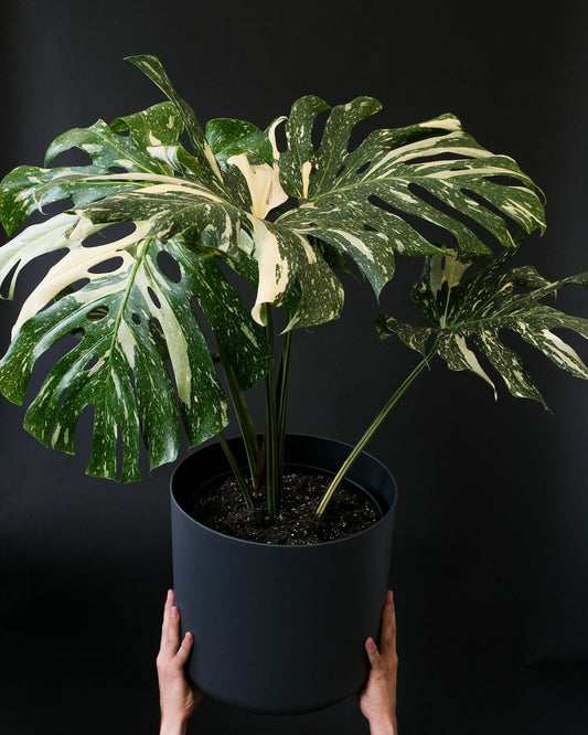 Rare Indoor Plants That Thrive in Low Light