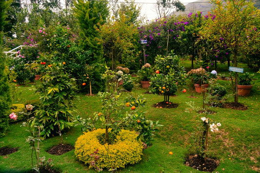Eco-Friendly Gardening: Tips for Sustainable Practices