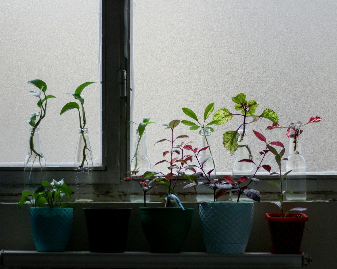 The Benefits of Companion Planting in Your Garden