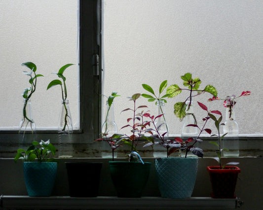 The Benefits of Companion Planting in Your Garden