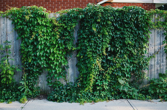DIY Vertical Gardens: Step-by-Step Guide