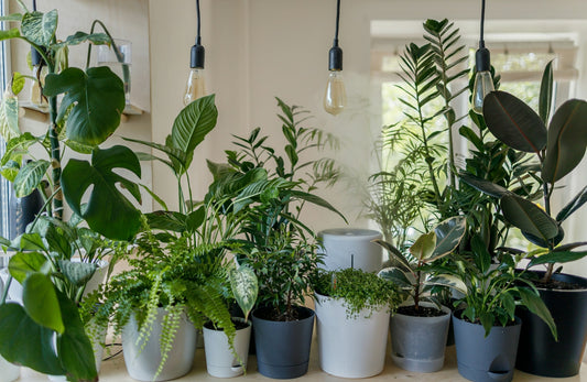 Indoor Gardening for Small Apartments: Maximizing Space