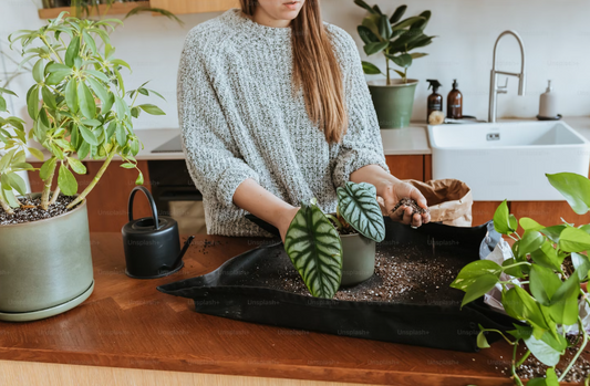 Top 5 Indoor Plants That Thrive All Year Round
