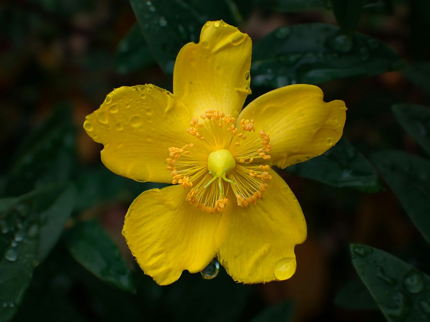 Flowering Plants