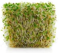 Todd’s Seeds - Alfalfa Seeds - 16 Oz Bulk Alfalfa Sprouting Seeds - Resealable Bag - Highest Germination - Non-GMO, Chemical Free (Better than Organic!) - Perfect for Home Gardening and Healthy Eating