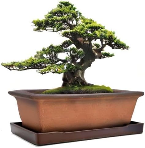 MUZHI Decorative Ceramic Bonsai Planter Pot 8.5 Inch with Tray, Breathable Unglazed Rectangle Terracotta Clay Pot for Tree Succulent Cactus Indoor Outdoor Red Brown