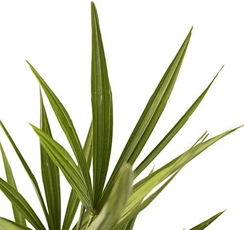 American Plant Exchange Windmill Palm Tree, 4-Inch Pot, Cold Hardy, Drought Tolerant, Easy Care Tropical Live Plant for Outdoor Landscapes