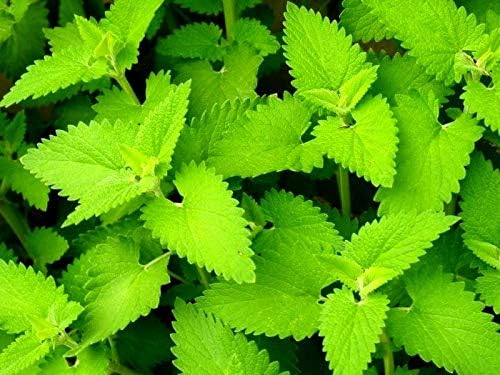 Catnip Catmint Nepeta Cataria About 100 Seeds for Planting