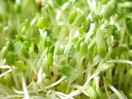 Todd’s Seeds - Alfalfa Seeds - 16 Oz Bulk Alfalfa Sprouting Seeds - Resealable Bag - Highest Germination - Non-GMO, Chemical Free (Better than Organic!) - Perfect for Home Gardening and Healthy Eating