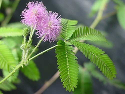 TickleMe Plant Seeds Pack (2) – Fun Party Favor, Leaves Fold When Touched! Easy to Grow Indoors, Can Flower, Includes 10 Activities, Reopens in Minutes – Perfect for Valentine's Day!