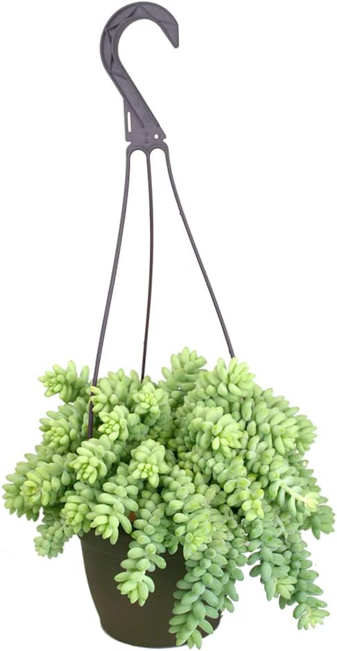 6" Sedum Burrito, Burros Tail Succulent Plants Live Succulent, Sedum Plants Live Succulents Plants Live Houseplants Live Indoor Plants Live Plants Indoor House Plants Indoors Live by Plants for Pets
