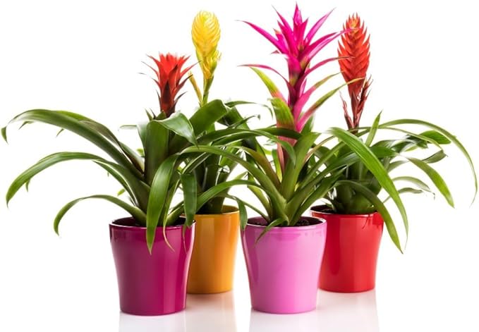 Organic Bromeliad Soil Mix by Gardenera - Provide The Best Growing Medium for Your Plants - 2 QUARTS