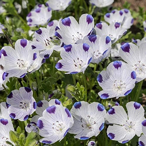 Outsidepride 1000 Seeds Annual Nemophila Five Spot Wild Flower Seeds for Planting