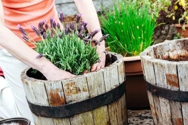 Organic Moisture Control Potting Mix - Absorbs 33% More Water Than Basic Potting Soil - 1 Quart