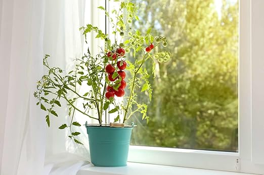 Tomato's Best Friend! GARDENERA Organic Liquid Kelp Fertilizer - 16 oz - Optimal Care for Your Tomato Plants' Growth and Flavor