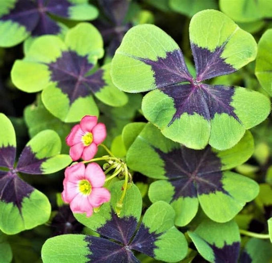 Iron Cross Shamrock Bulbs for Planting - Fast Growing Year Round Color Indoors or Outdoors - Oxalis Shamrock Bulbs for Good Luck (10 Bulbs)
