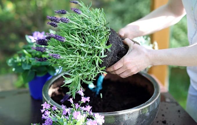 Organic Moisture Control Potting Mix - Absorbs 33% More Water Than Basic Potting Soil - 1 Quart