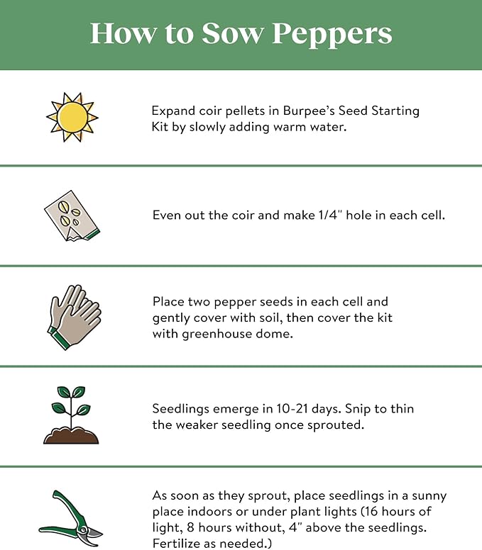 Burpee Jalapeno Early Organic Hot Pepper Seeds | 125 Non-GMO Jalapeno Pepper Garden Seeds for Planting | Heirloom Jalapeno Pepper Variety | Certified Organic Vegetable Seeds for Home Garden