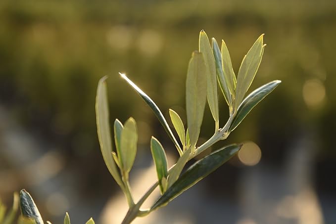 Arbequina Olive Tree - Live Plant, Includes Special Blend Plants Food & Planting Guide (2-3FT)