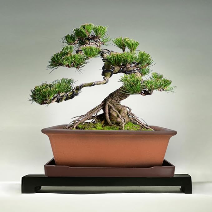 MUZHI Decorative Ceramic Bonsai Planter Pot 8.5 Inch with Tray, Breathable Unglazed Rectangle Terracotta Clay Pot for Tree Succulent Cactus Indoor Outdoor Red Brown