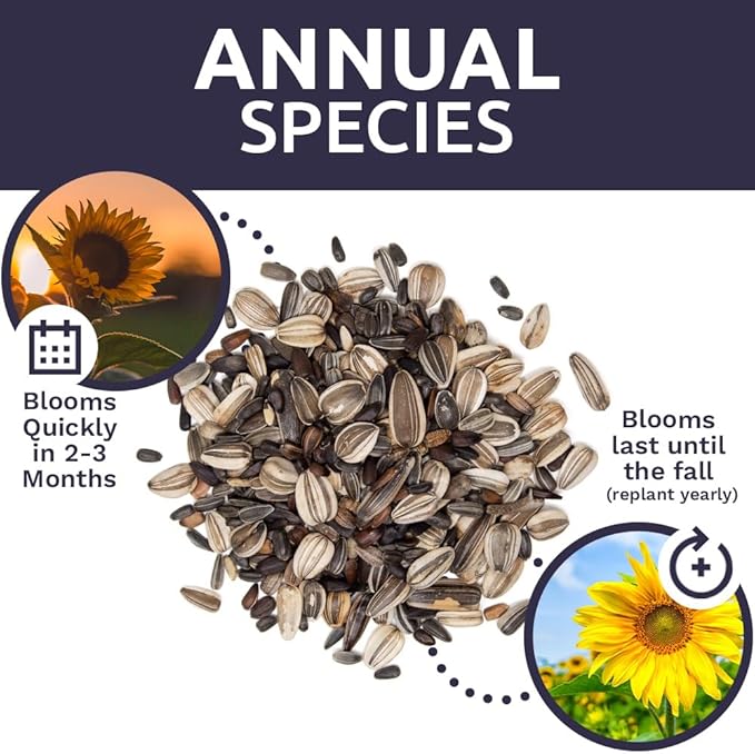 SWEET YARDS Sunflower Variety Mix 10 Types of Beautiful Sunflowers - Bulk 1 Ounce Packet - Open Pollinated Sunflower Seeds