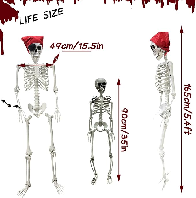 5.4ft/165cm Halloween Skeleton - Life Size Skeleton Full Body Realistic Human Bones with Posable Joints for Halloween Pose Skeleton Prop Decoration (5.4Ft&3Ft)