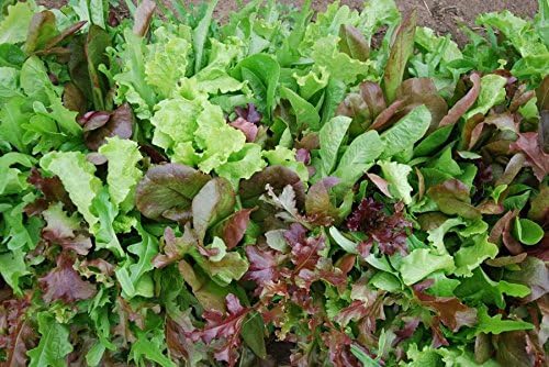 Bulk Organic Mesclun Mix Seeds (5 LB)