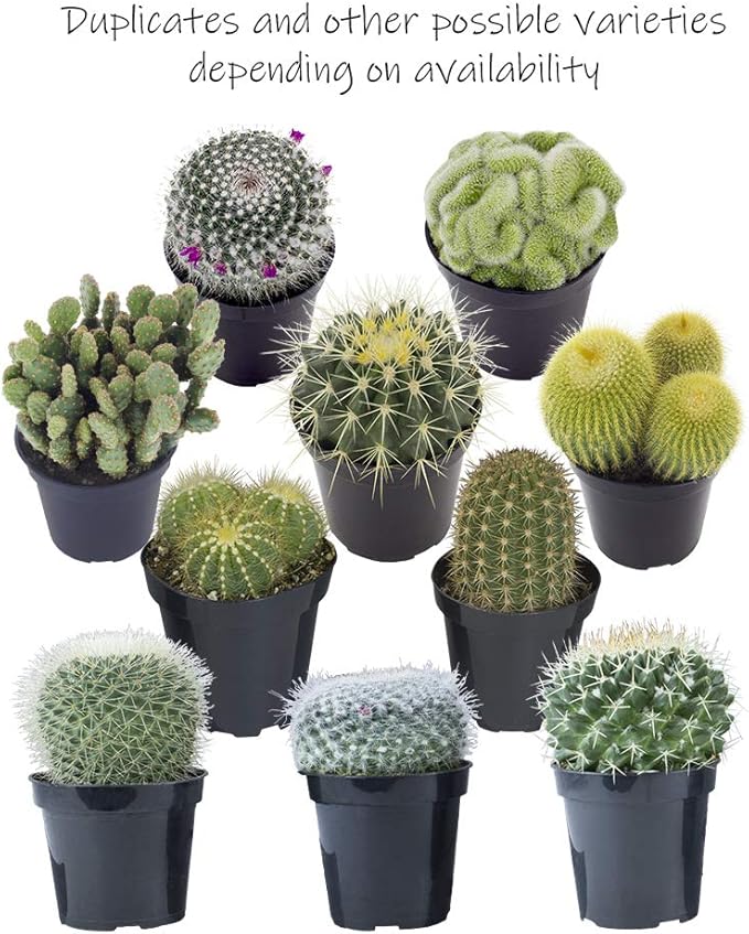 Altman Plants, Assorted Cactus Plants Live Succulents (8 Pack), Live Cactus Plant Lover Gifts, Cacti Succulents Plants Live Houseplants, Succulent Indoor Plants Live Plants in Cactus Soil Potting Mix