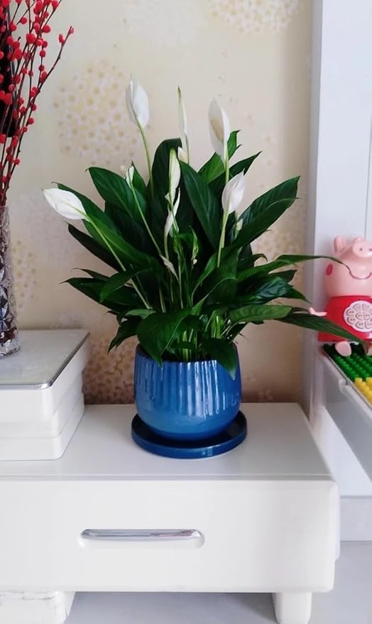 2 Pack Ceramic Plant Saucer Pot Tray 6 Inch, Planter Saucers 4 5 6 7 8 9 10 11 12 13 Inch for Indoors Outdoor, Durable Sturdy Flower Drainage drip Water Tray for Glazed Pots Base (6.4 Inch-Blue)