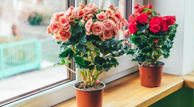 Elevate Your Space with Gardenera's Organic Potting Mix - Tailored for Thriving Begonia Plants and Vibrant Flowers - 2 Quart, MAIN-BEGONIA-2QT