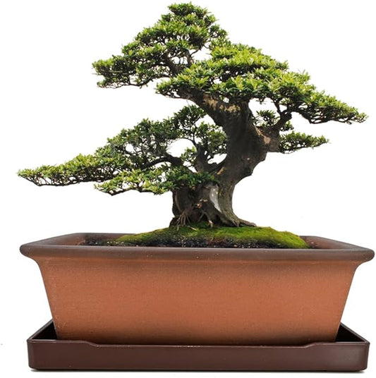 MUZHI Decorative Ceramic Bonsai Planter Pot 8.5 Inch with Tray, Breathable Unglazed Rectangle Terracotta Clay Pot for Tree Succulent Cactus Indoor Outdoor Red Brown